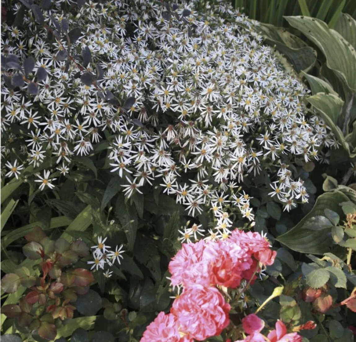 Турбина щитковидная растение. Aster divaricatus. Aster divaricatus Beth.