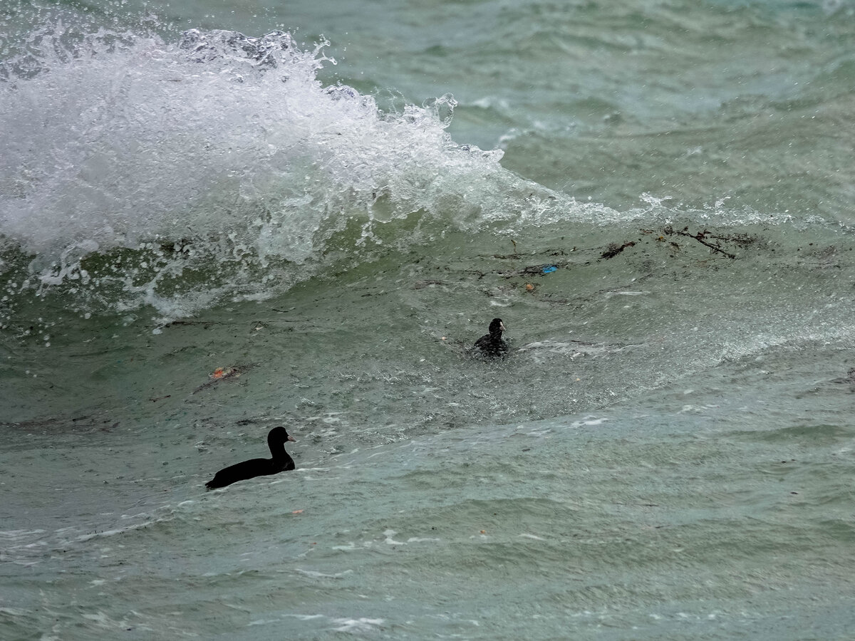 Лысухи укачиваются?