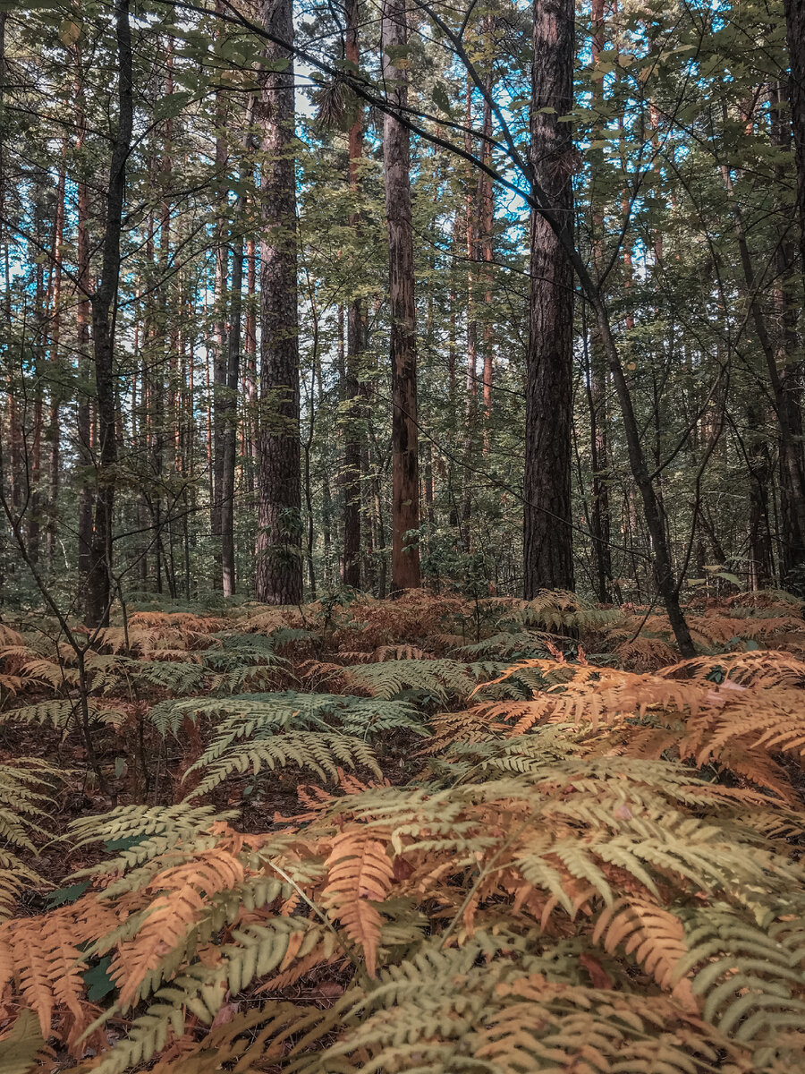 Папоротник в Бузулукском бору.