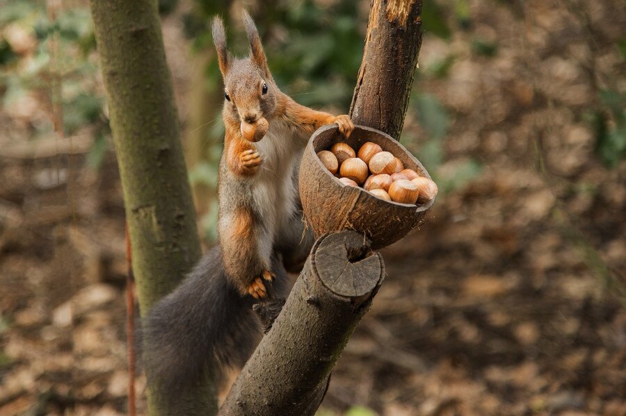 Тайники белок