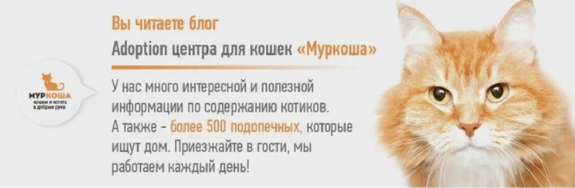 Наш приют – самый большой частный приют в Европе 