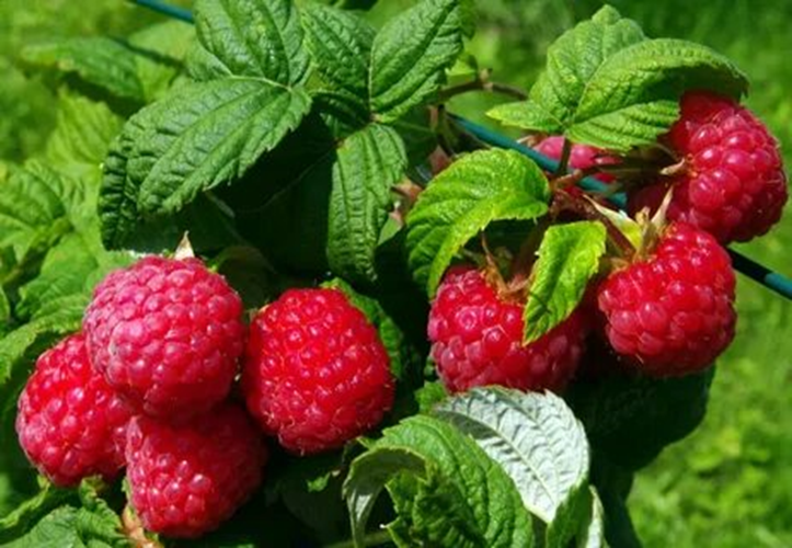 Взято из общего доступа