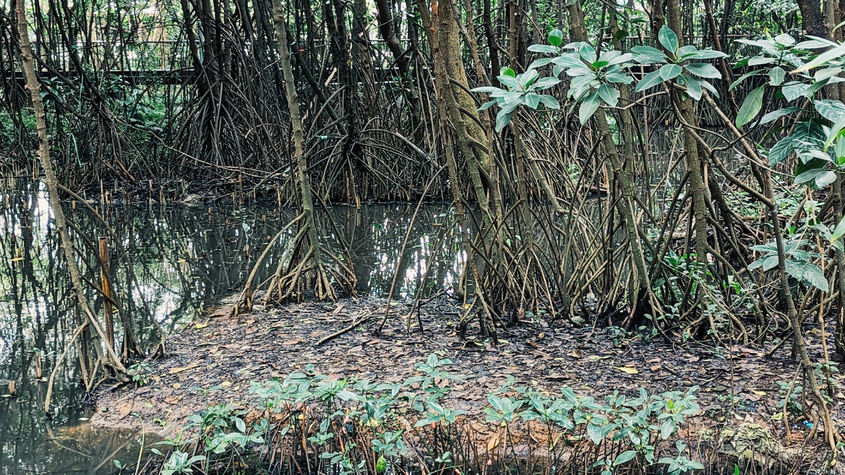 Мангровый лес