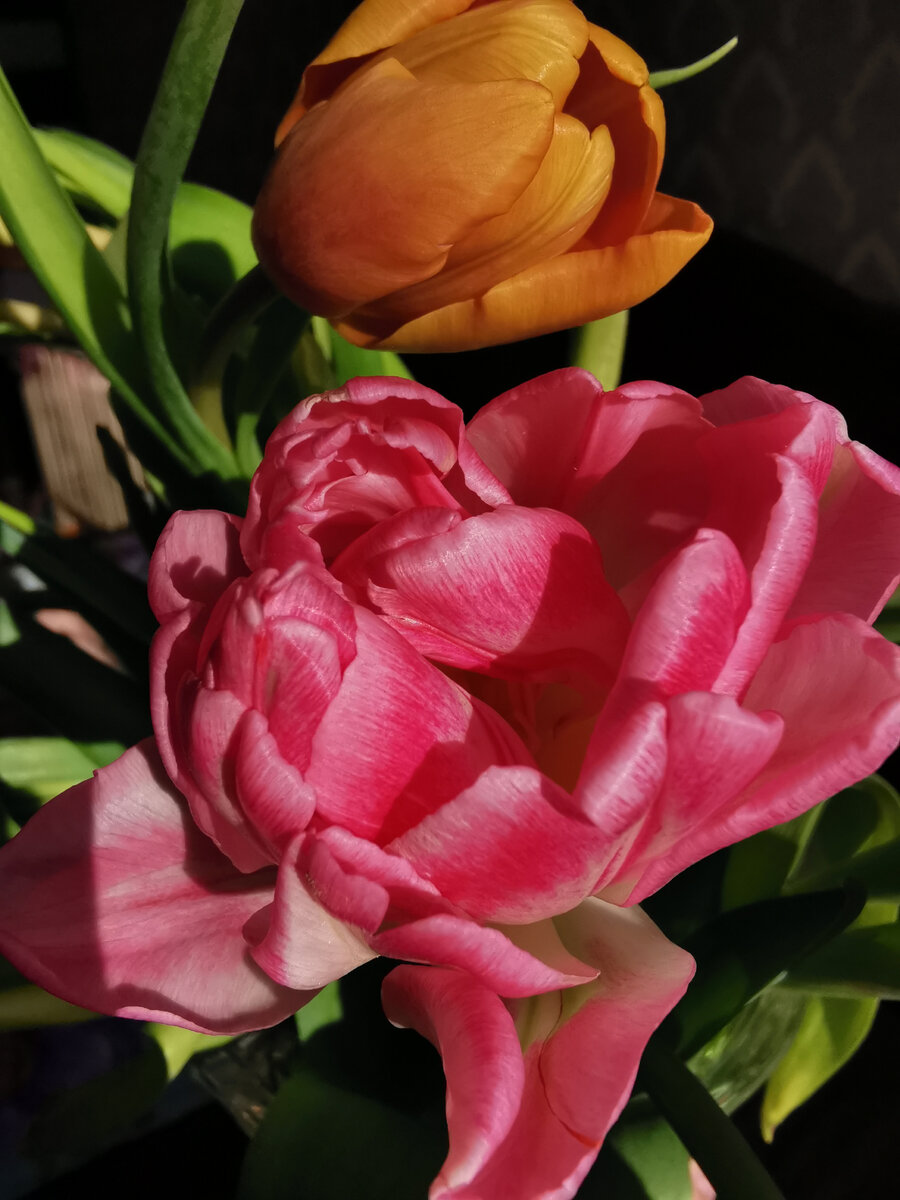 Прекрасные тюльпаны, они не хейтят, а просто радуют. 