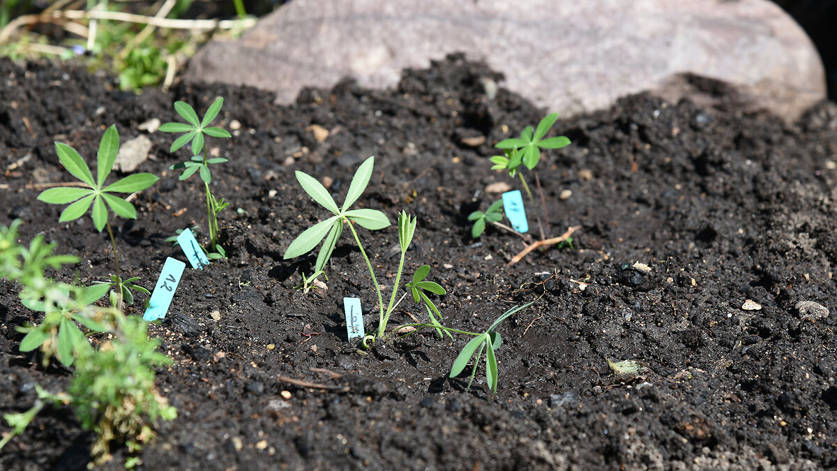Семена люпина на рассаду. Рассада люпинов. Киви проростки. Семена люпина на рассаду. Люпин многолетний из семян посадка.