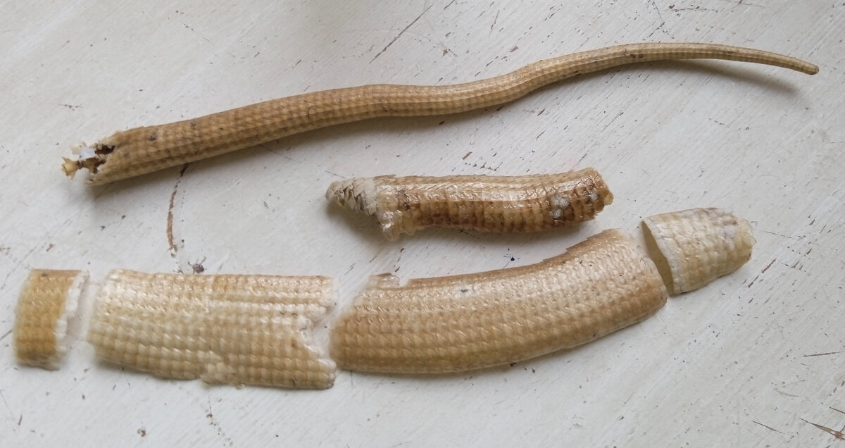 Чешуя и хвост. 