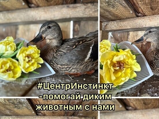     Фото: Центр охраны дикой природы "Инстинкт"/ВКонтакте.