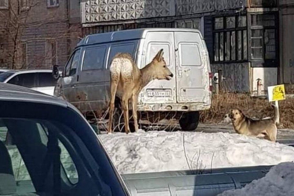     Косулю доставили в лес охотинпекторы. Фото: скриншот с паблика «ЧП Бийск»