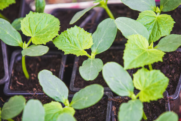 Фото: https://www.istockphoto.com/ru