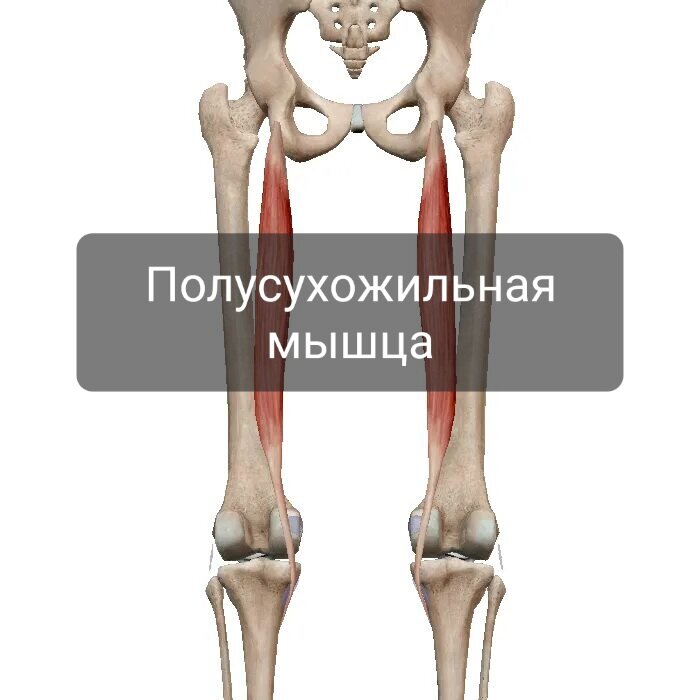 Полусухожильная мышца бедра функции