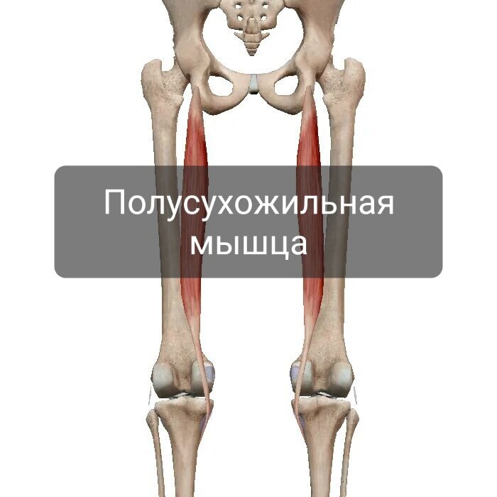 Полусухожильная мышца латынь