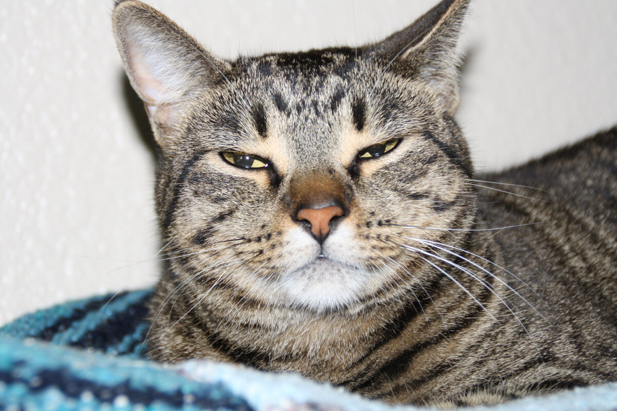 Какие коты умнее. Самые умные и красивые кошки. Игривые породы кошек. Кошка домашняя. Название кошек.