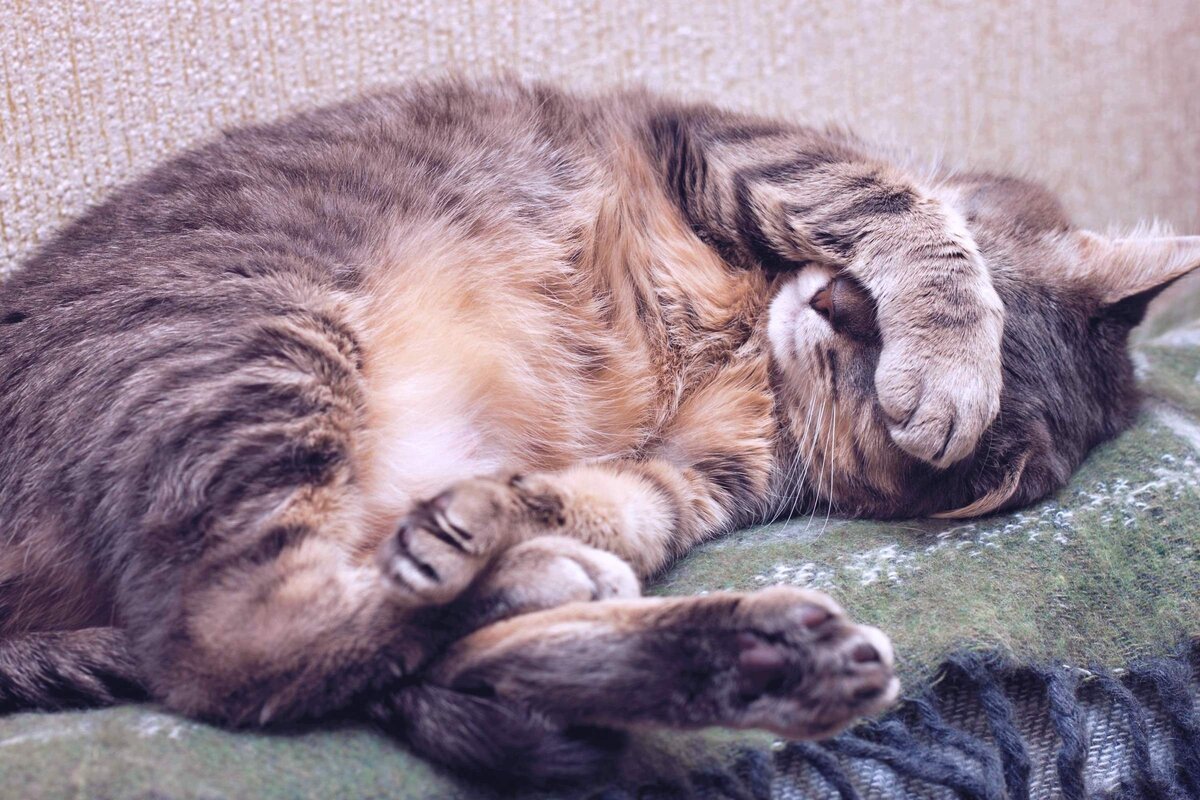 Почему кошки так много спят и какие факторы влияют на продолжительность сна  кошек | КОТОПЁС | Дзен