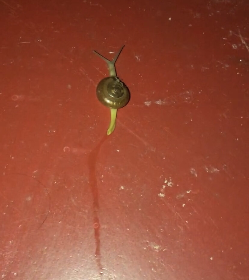 И такая живность бывает заползает