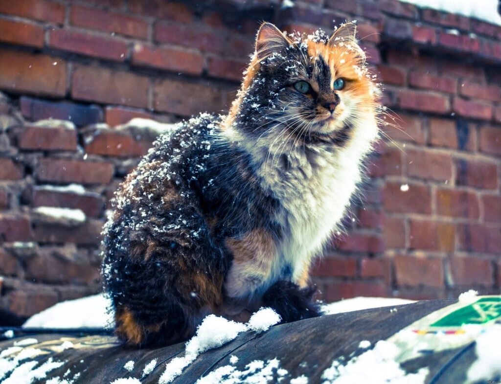 это не Муся, но так похожа. https://murkoshka.ru/wp-content/uploads/c09c71af12.jpg