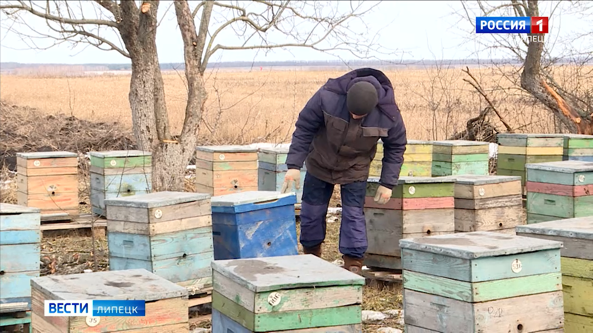 Липецкие пчеловоды начали подготовку к новому сезону сбора меда | Вести  Липецк | Дзен