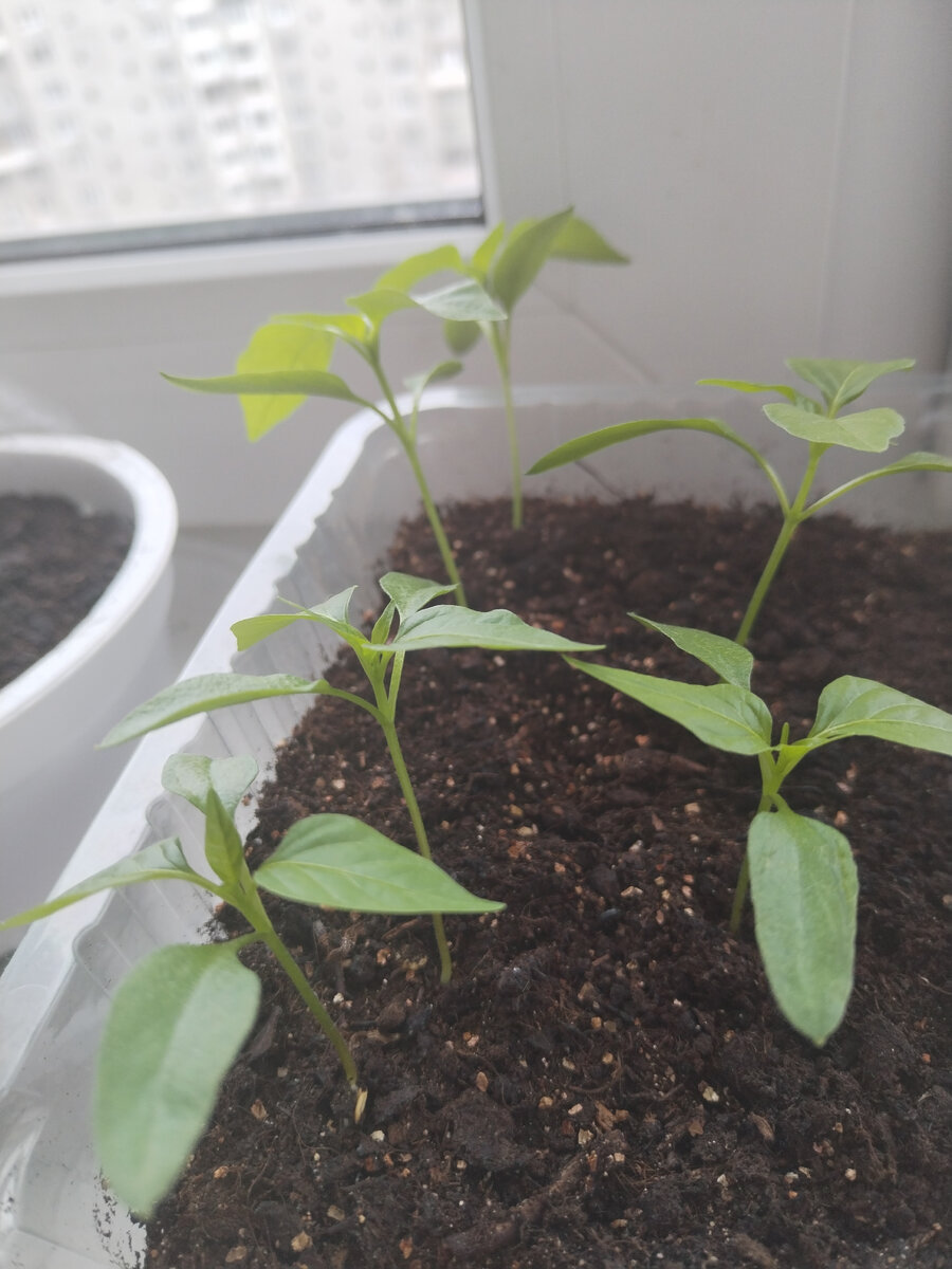 перцы Черри - два сорта