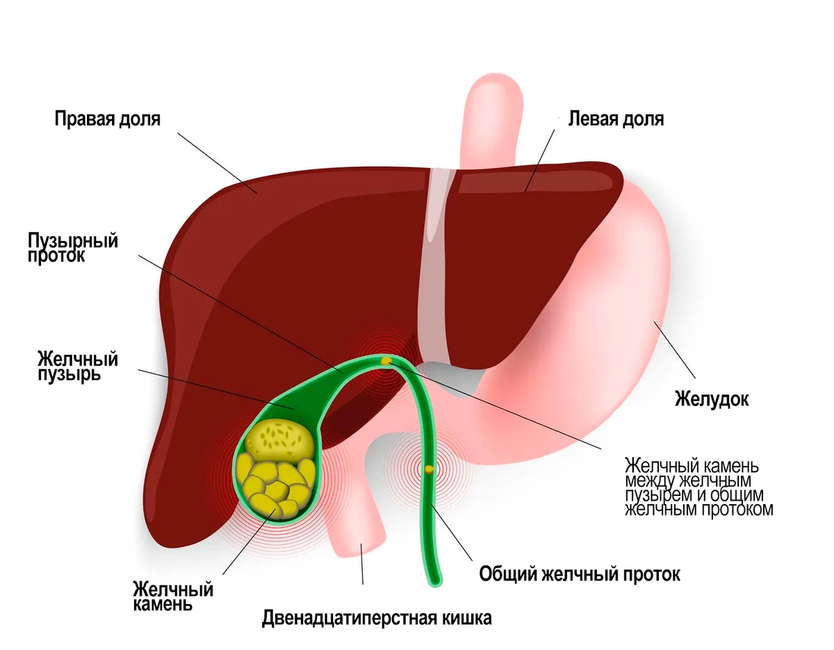 Застой желчи: причины, последствия и питание | Блог КСМ