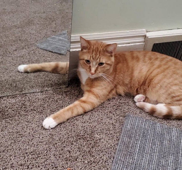 У котика лапка сбежала