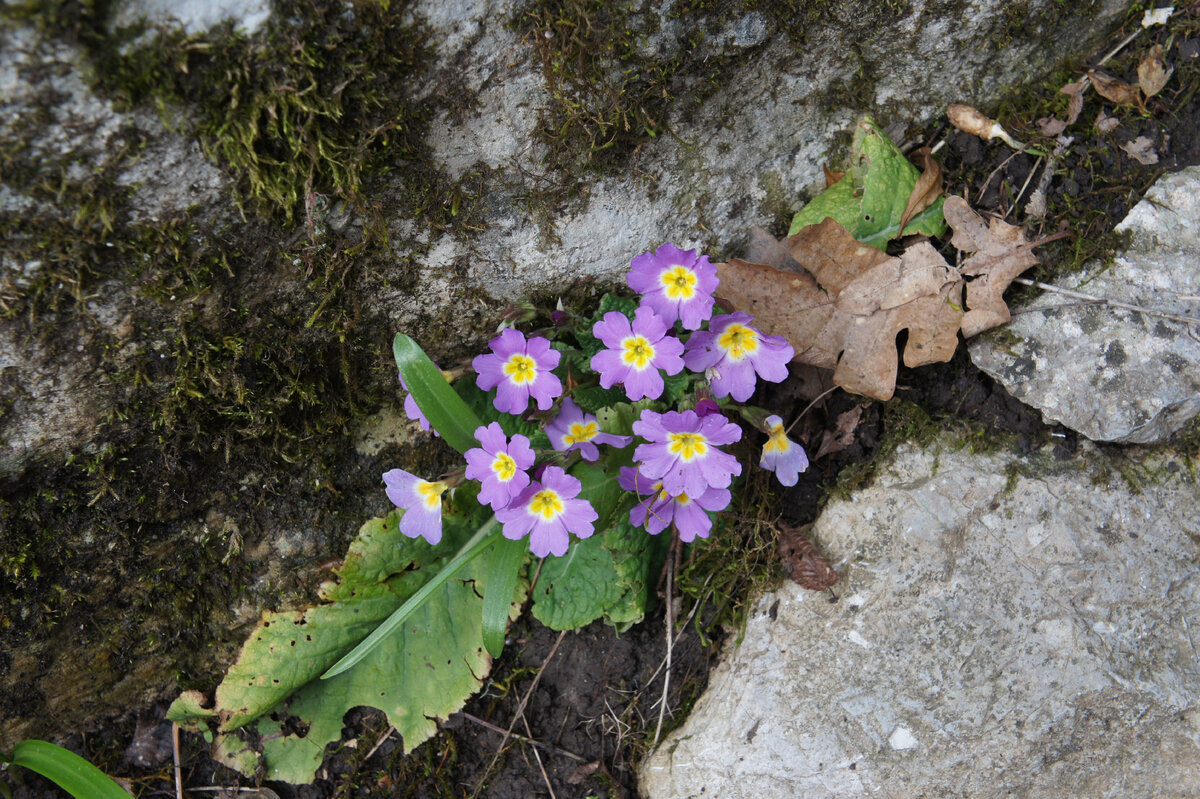 Примула urumiensis