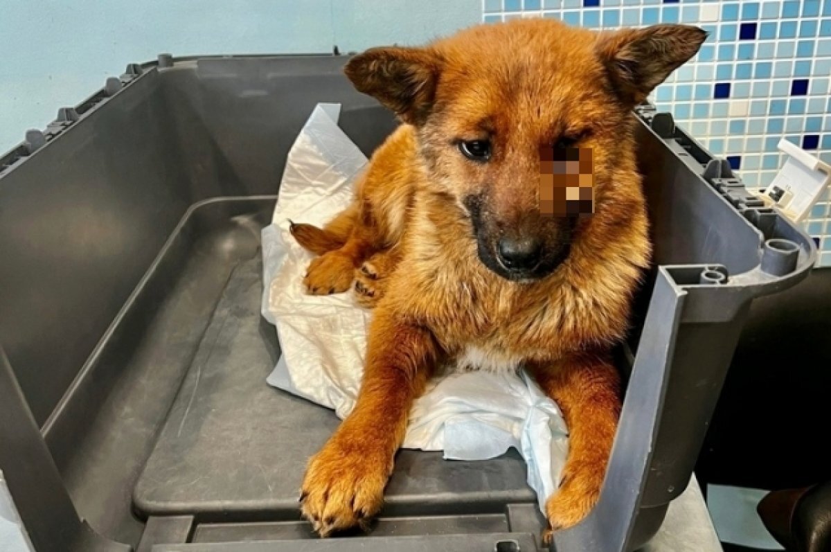    В Твери волонтеры пытаются вылечить сбитого на трассе М-10 щенка