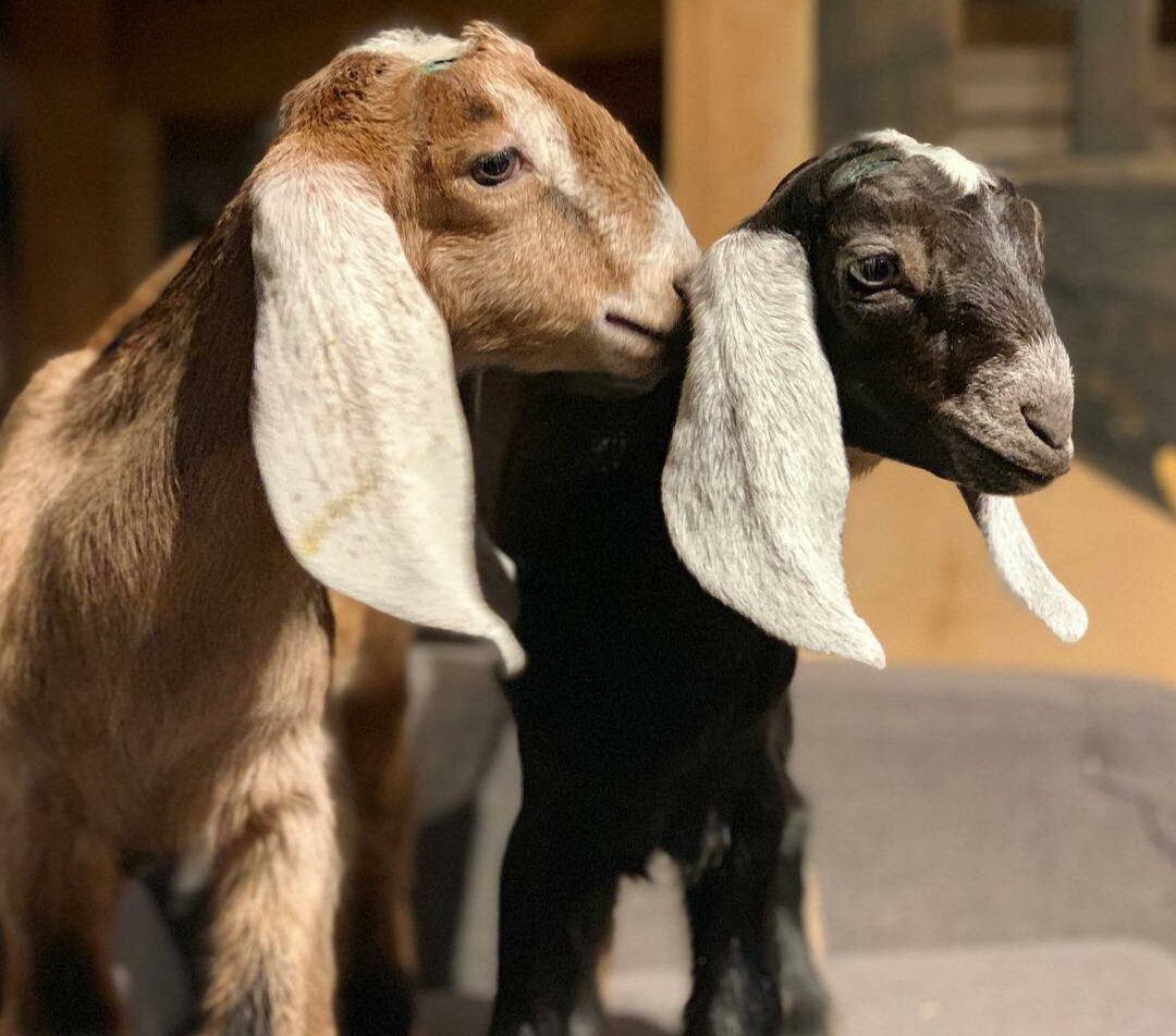 Нубийские козы, фото для иллюстрации