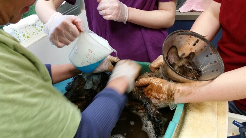 Очистка от смолы. Источник фото: https://thebestcatpage.com/the-poor-cat-found-with-his-legs-buried-deep-in-tar/