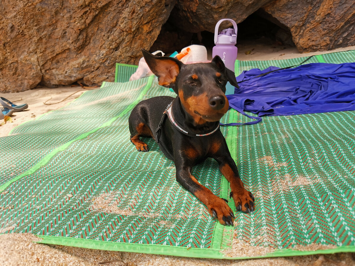 Оммммм. Собака постигает дзен. Фото автора