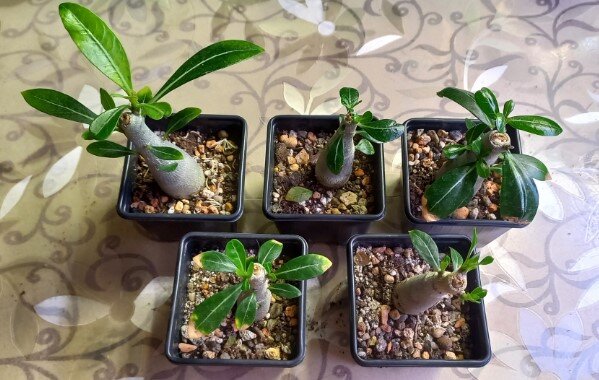 Листочки боковых побегов хорошо пошли в рост после вчерашнего солнышка..