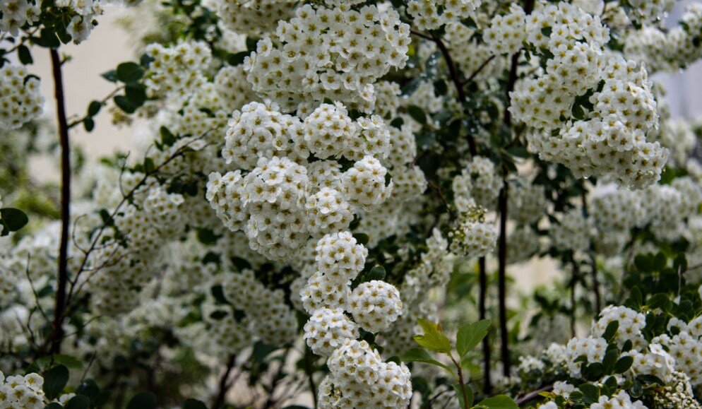 Черноплодная рябина. Период цветения.