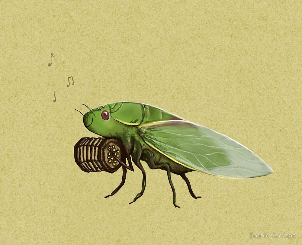 цикады ареал. цикады смысл. цикада ясеневая — cicada orni. степная цикада. цикады смысл.