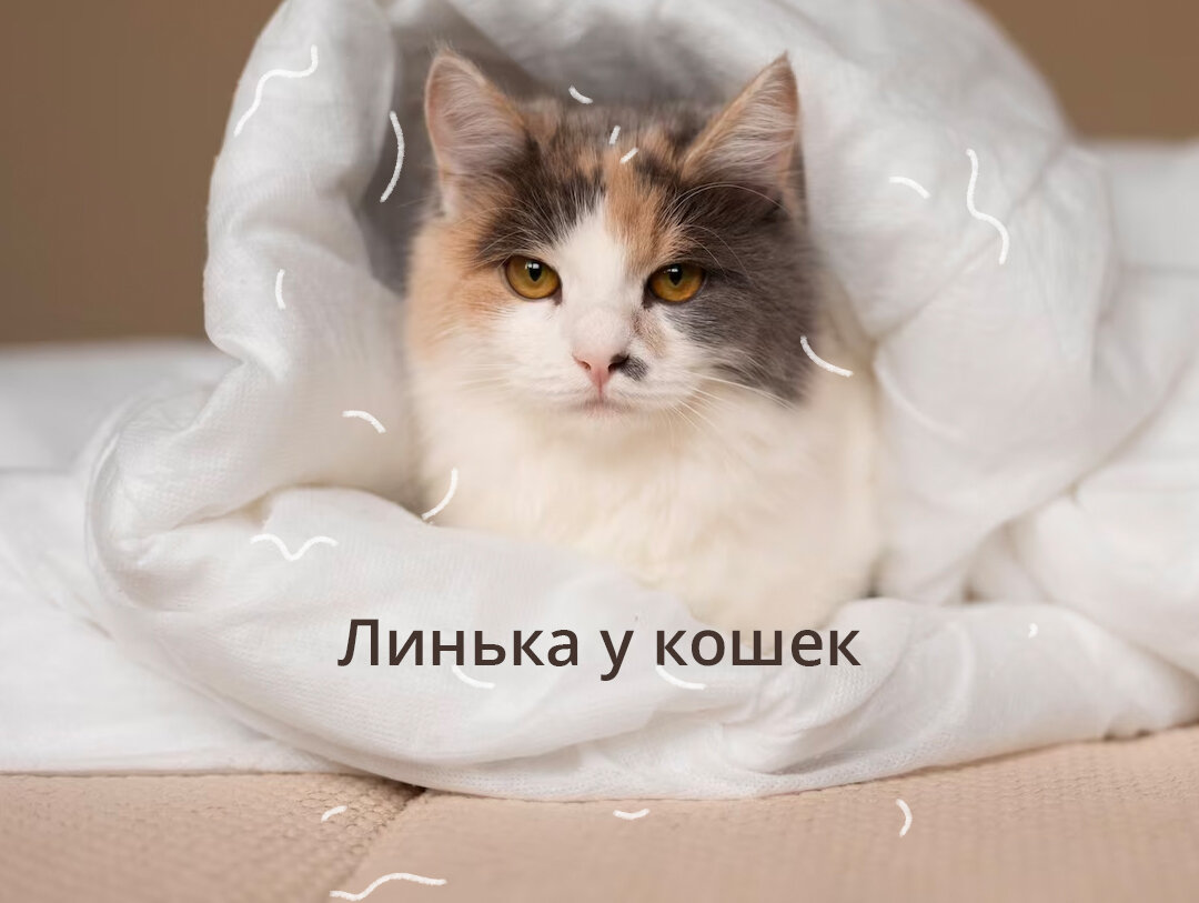 Когда у кошек начинается линька. Линька у кошек. линька у воскресенья. линька.