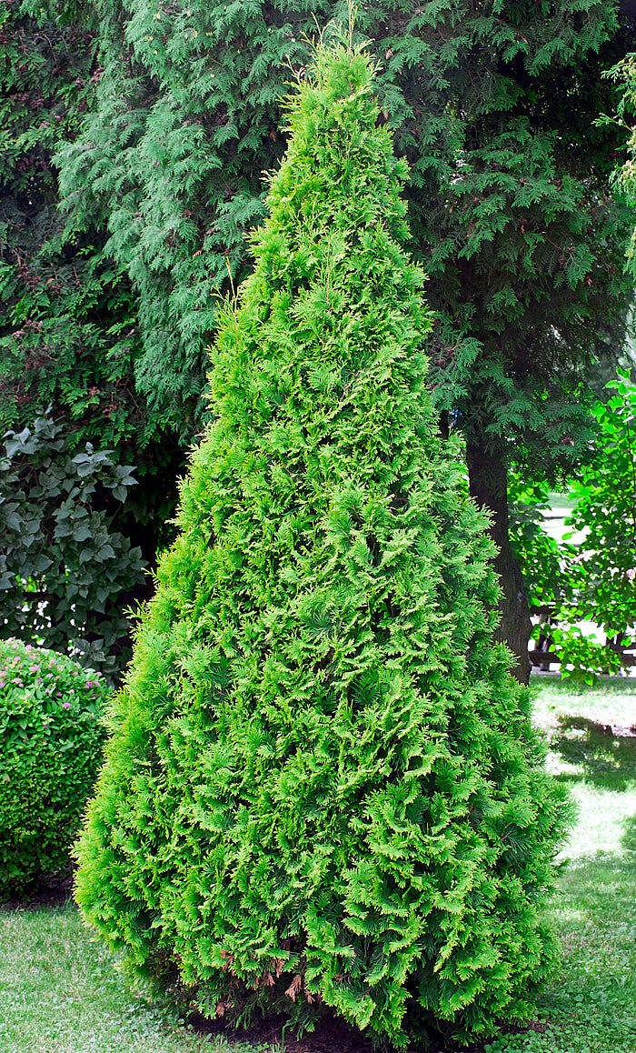  Через 3-4 года возьмёт высоту  метр, прирост в год 20 см высота, 3-4 см ширина. 