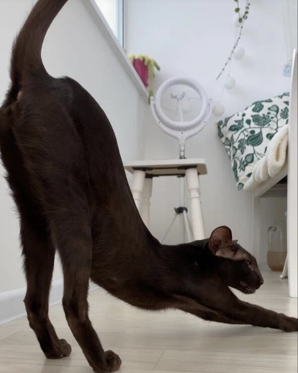 Эх, так бы потянуться мне😁 после пяти часов работы над миксами😊