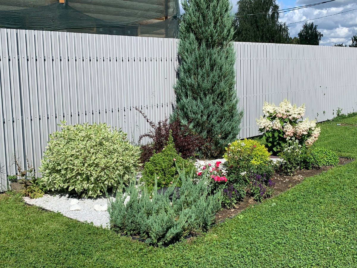 Можжевельник скальный Skyrocket в моем саду