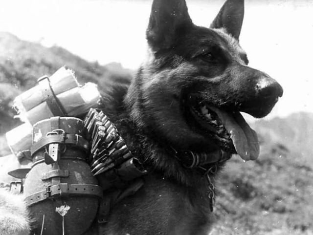      Собака Дина