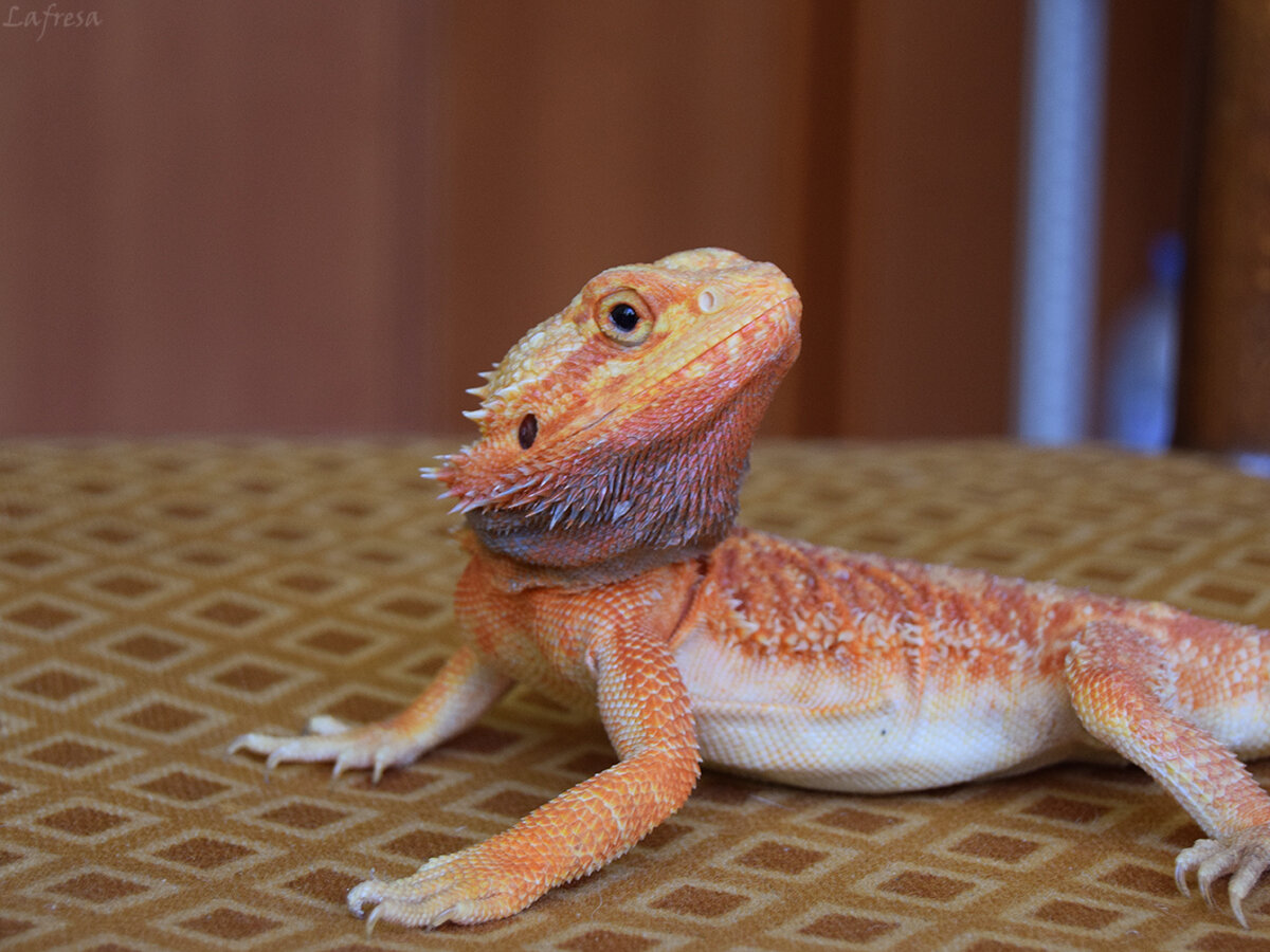 На этой фотографии – бородатая агама по имени Люцифер. И я хочу подробнее рассказать вам о нём и о других его сородичах, проживающих у меня дома.