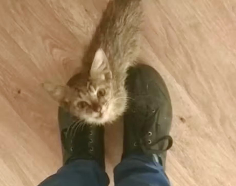 Фото из архива волонтеров (открытые источники).