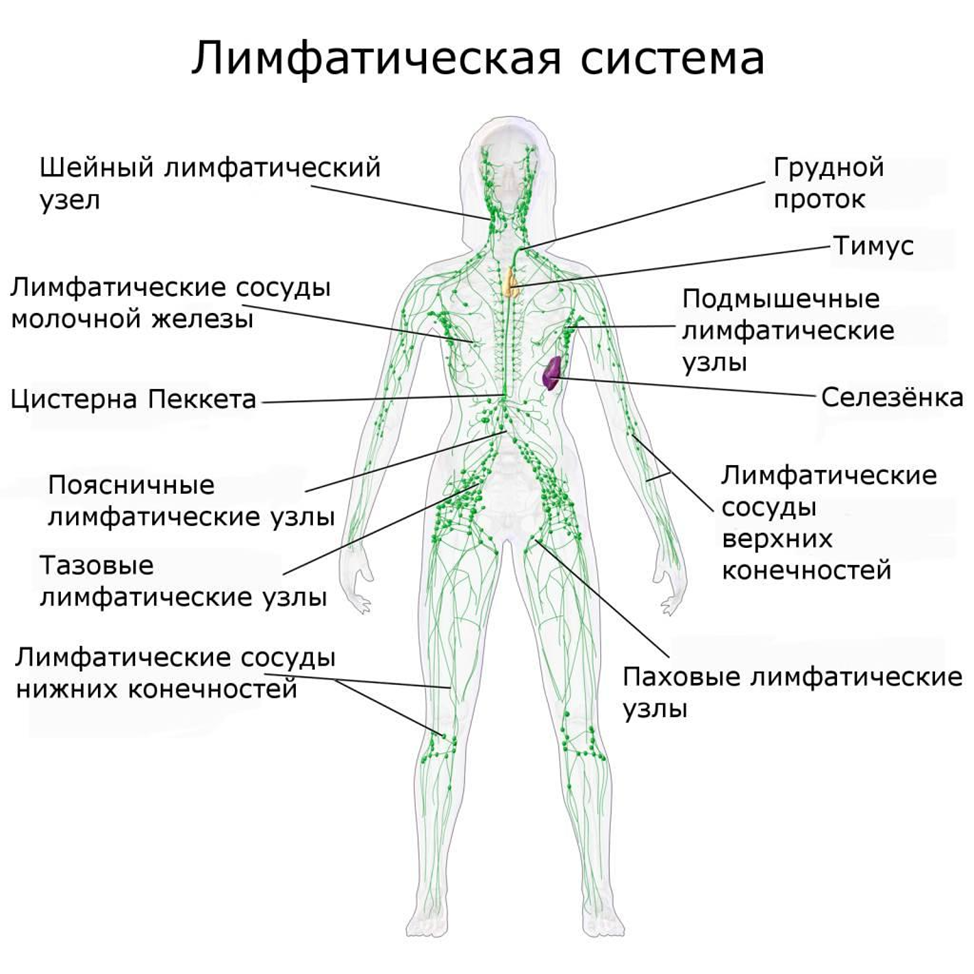 Есть ли лимфоузлы. Лимфатическая система человека схема движения лимфы. Схема строения лимфоидной системы человека. Строение лимфатической системы человека. Лимфатическаясистем схема.
