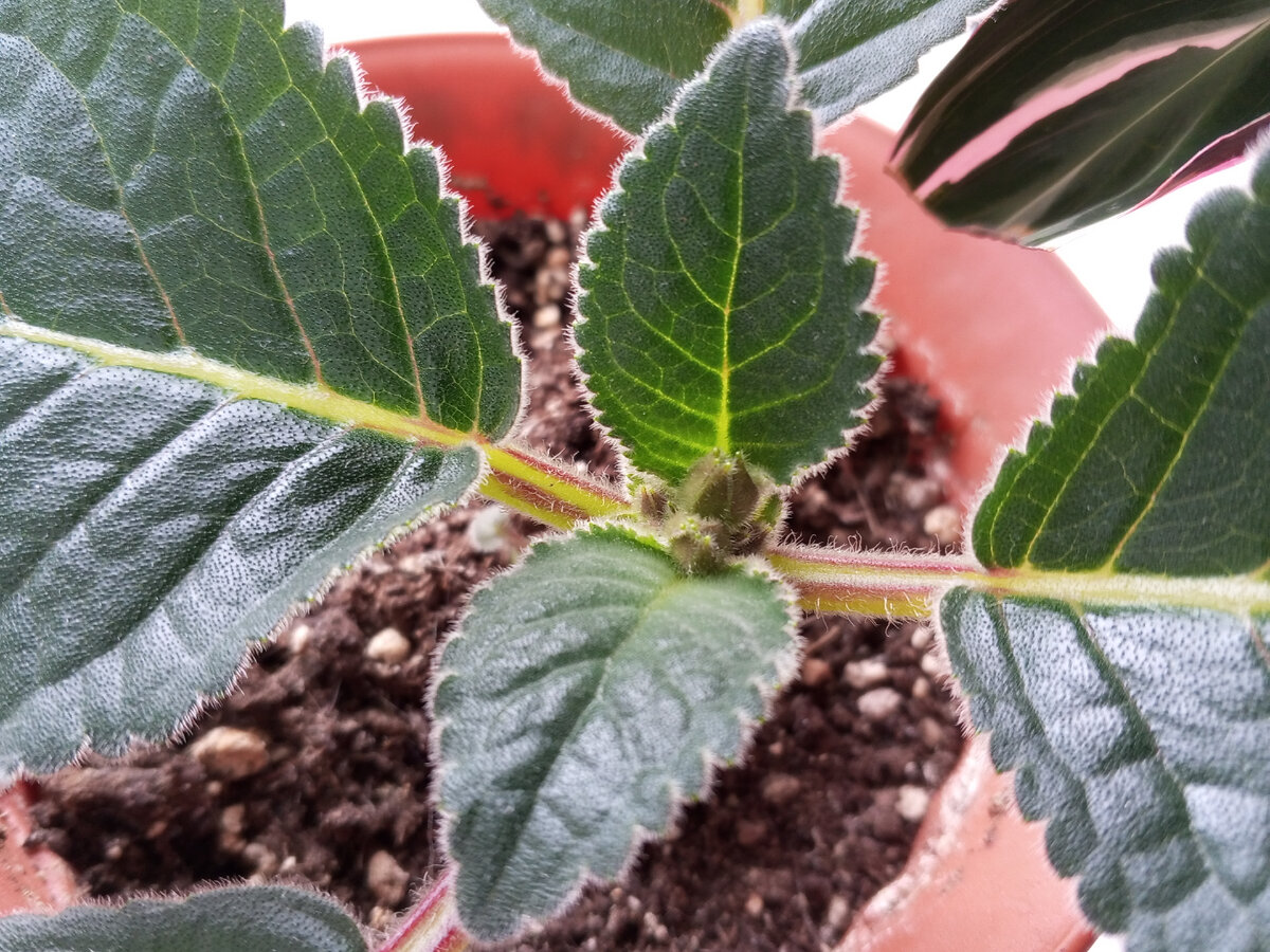 Глоксиния набирает цвет