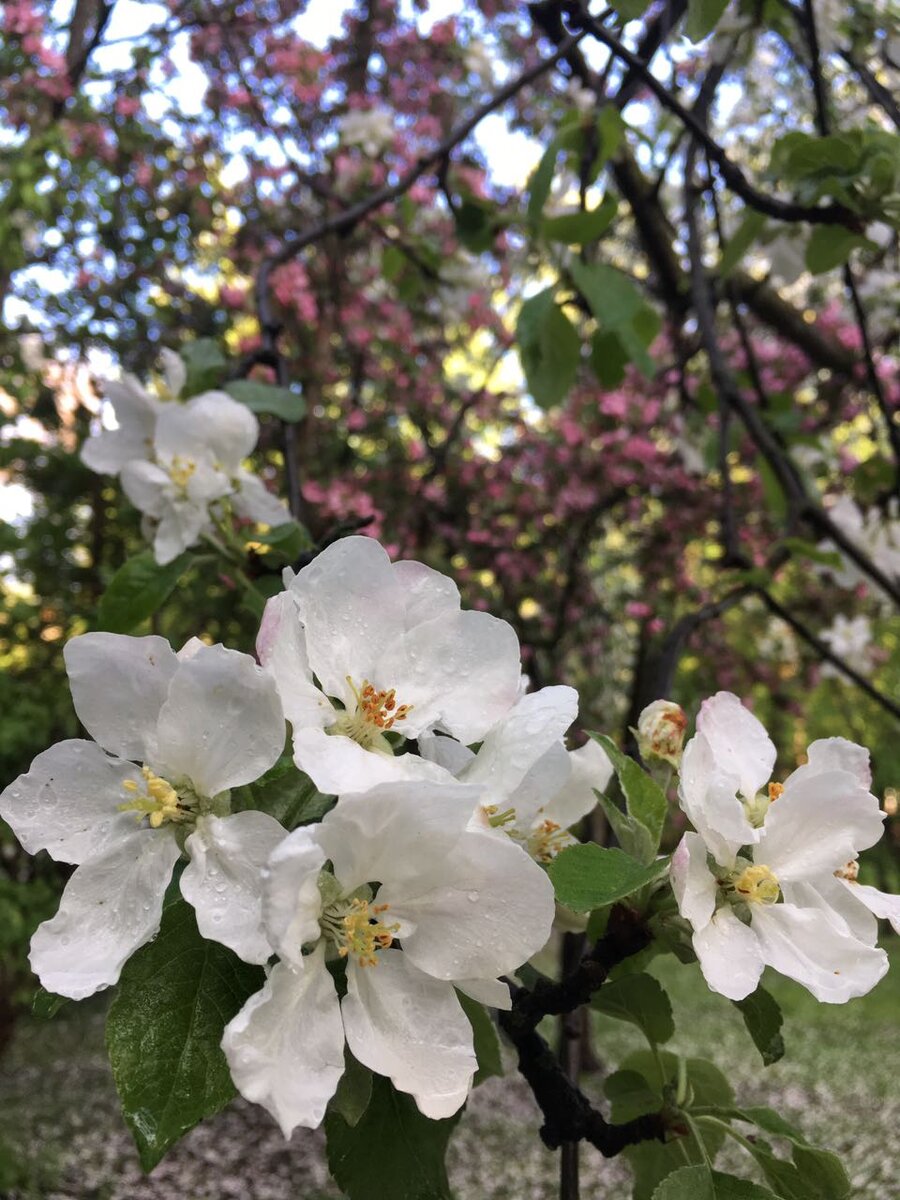 Перезимовавшая тля и медяницы с наслаждением жируют на молодых листьях и цветах. В статье использованы фото автора