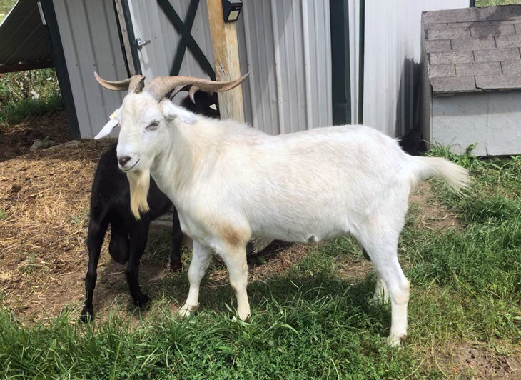 Мясо высокого качества, вкусное, сочное нежное. Готовы к забою уже в 8–12 месяцев, среднесуточный привес достигает 500 г.