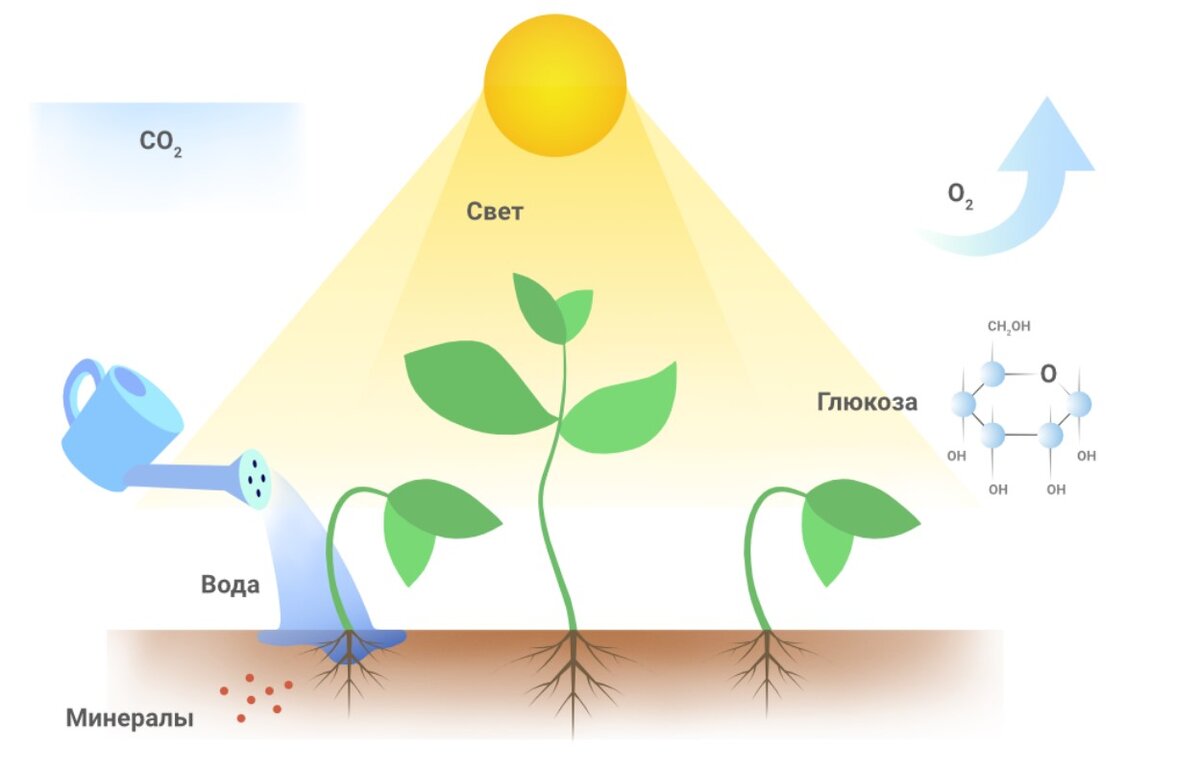 Схема условия роста растений - 93 фото