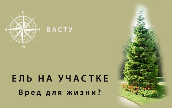 Почему нельзя сажать елки на участке: приметы, мнения экспертов, правила