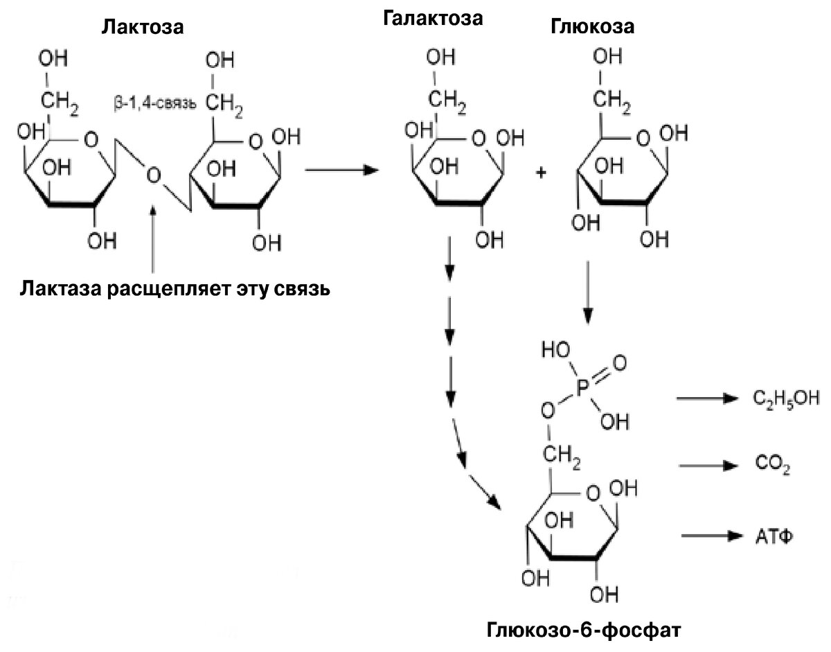 Прежде чем дрожжи сделают из сахара спирт, они превращают его в глюкозо-6-фосфат