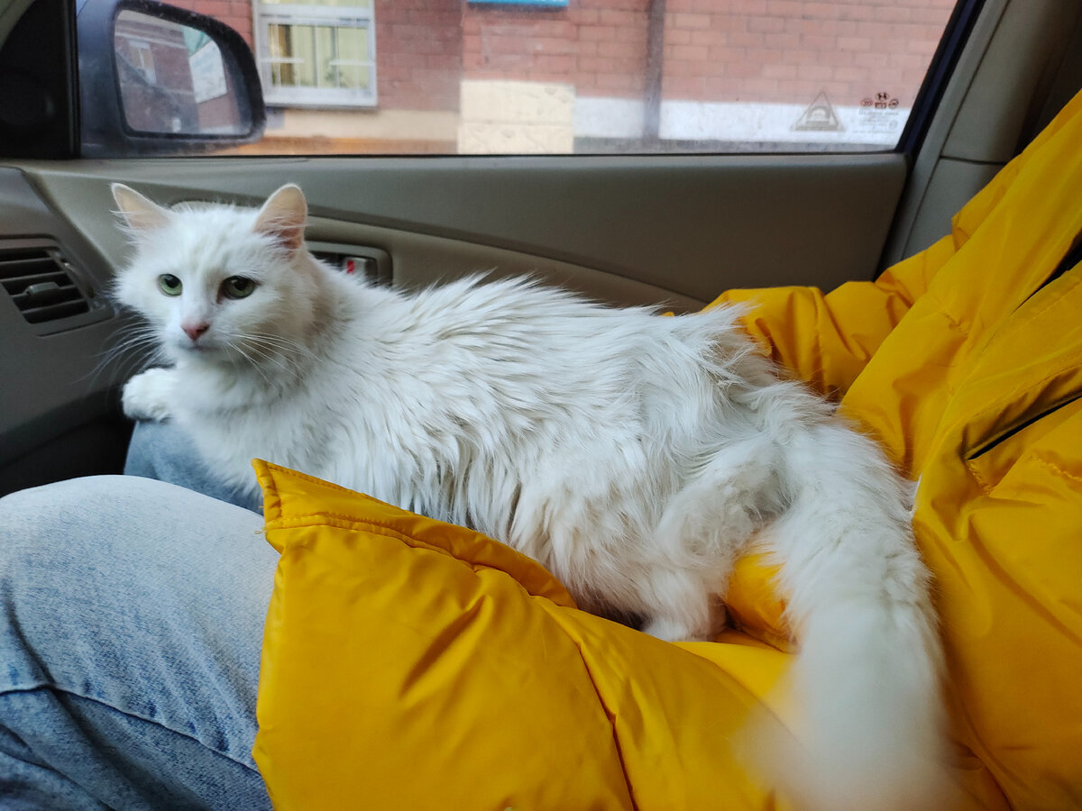 осуждает за то что таскаю по ветеринаркам