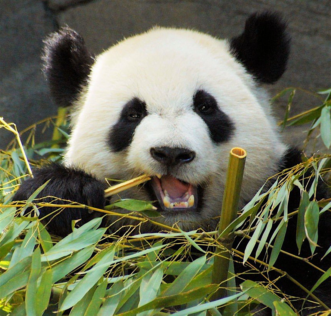 Большая панда что едят. Большая Панда ест бамбук. Большая бамбуковая Панда. Панда питается бамбуком. Бамбуковый медведь.