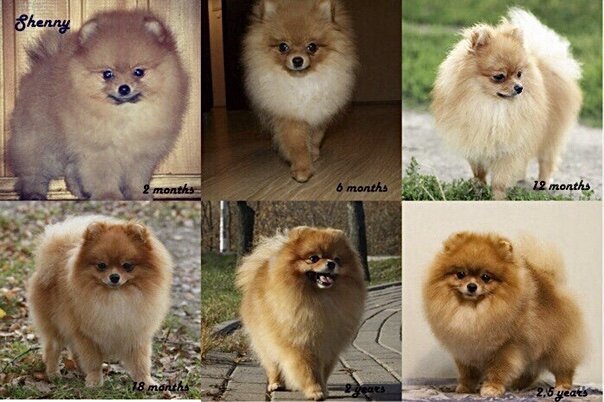 Как меняется внешне шпиц, взрослея.