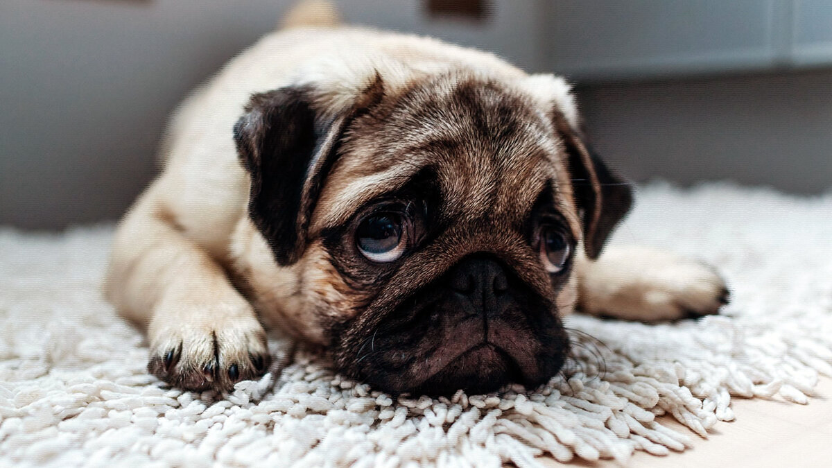 источник фото: damion.club