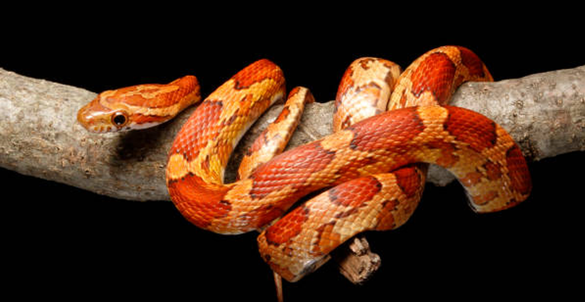   Фото: Istockphoto / David Kenny